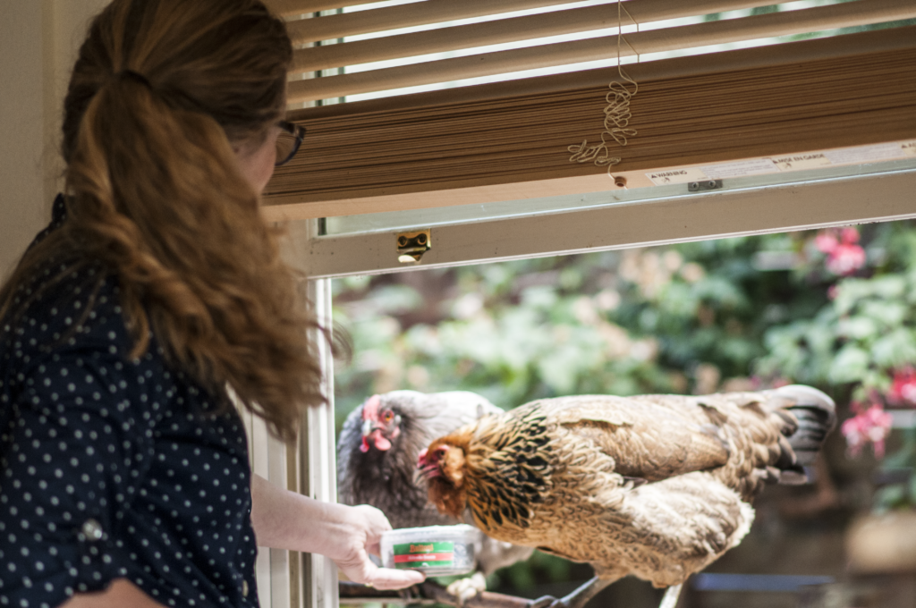 Barbara's Chickens